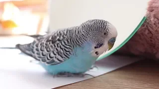 3 Hour Budgie sounds | Cookie and his Mirror singing