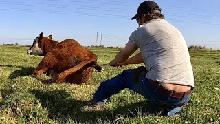 Emergency Calf Pull in the Field!