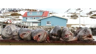 Нападение зубатки.Рыбалка и подводная охота в Норвегии.  http://wild-fishing-norway.ru/