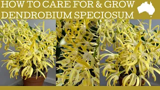 How to care for Dendrobium speciosum; the amazing native Australian orchid.