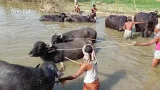 Animals Buffalo Videos, Amazing Buffaloes Bath In Village Pond Water