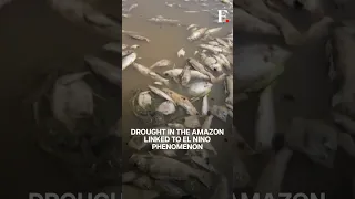 Watch: Hundreds Of Fish Die In Amazon In Brazil As It Faces Severe Drought | Subscribe to Firstpost