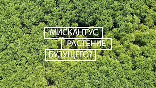 Мискантус — ЧТО ЭТО ТАКОЕ?