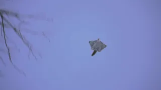 【4K】Siberian flying squirrel　エゾモモンガの急降下