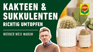 Kakteen und Sukkulenten richtig umtopfen