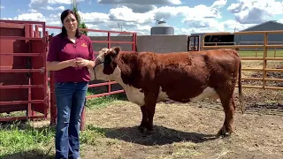 Body condition scoring (BCS) beef cows - UMN Extension Beef and Dairy Teams