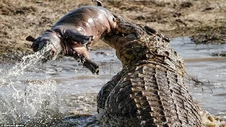 Crocodile eating : Hippo , boar , Turtle... |The Horrific Bites and Crushed Prey In A Flash.
