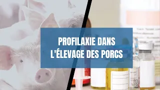 Comment prévenir les maladies chez les porcs? Quels produit utiliser et pourquoi ?