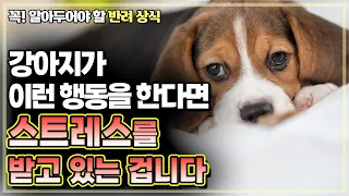 강아지가 스트레스 받을때 보이는 행동. 강아지 스트레스를 줄여주는 방법들.