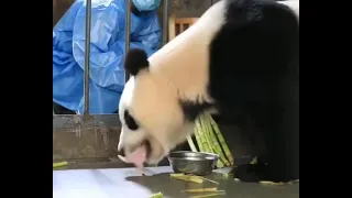 Мама-панда забирает своего новорождённого.