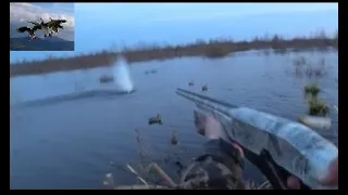 Охота на селезня "Отличная утрянка" (Duck hunting-2)