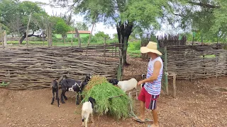 FOMOS BUSCAR CAPIM PARA OS BODES E OVELHAS. VEJA O DIA A DIA DE CELINO NO SÍTIO MAMOEIRO.