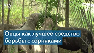 Там, где встречались Рейган и Горбачев, овцы едят полынь