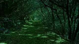 Enchanted Forest Shamanic  Drums and Music Relaxing music , meditation Music,