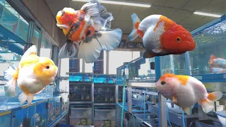 Famous Goldfish farm Tour in Japan | MARUTERU GOLDFISH 😍😍😍
