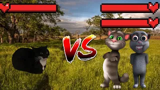 Maxwell cat vs Duo Cats