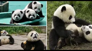 CUTE - Funny and Cute Pandas Compilation 2021💗 Compilation #4 - CUTE VIDEOS