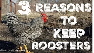 Why I will ALWAYS Have Roosters in My Flock