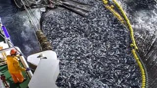 Trawl Net Fishing On The Big Boat - Catch Hundreds Tons Herring At Sea, Biggest Fishing Net #04