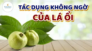 Những tác dụng tốt không ngờ của lá ổi