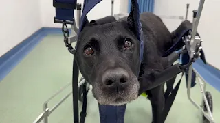 The Paralyzed Dog Got A New Wheelchair And Cried Loudly When He Felt The Love Of His Owner