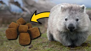 How The Wombat Poops Cubes. Wombat wonderful facts