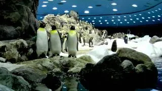 Loro Parque Penguins.mp4