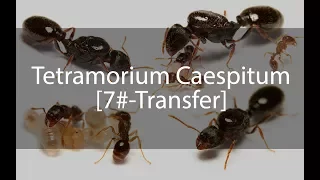 Tetramorium Caespitum Journal / Günlük - 7
