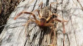 Squeaky Camel Spider