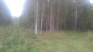 Заросшее лесом поле Груздовиха в Устьянском районе, Архангельской области, август 2020 год.