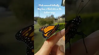 How to tell between a male & female monarch butterfly... Queensland Australia