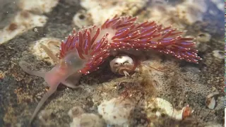 Sea slug_Facelina auriculata_Allan Rowat