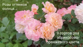 Абрикосово-оранжевые розы в саду: 9 сортов роз разных оттенков абрикосово-оранжевого цвета