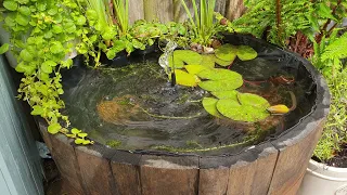 Whiskey Barrel Pond UK