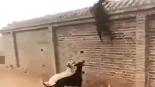 dogs killed cat