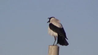 Iraq 2009/10 - White crow-thing in Ramadi