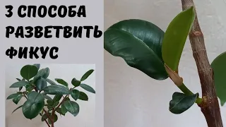 Как заставить фикус ветвиться.