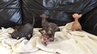 Bambino,Sphynx,Сфинкс,бамбино,котята 3 недели