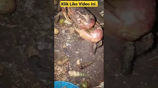 VIRAL, BANYAK KELOMANG BESAR DAN KEPITING BERHAMBURAN #umangumang #kelomang #short #rayyenstory