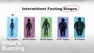 Intermittent Fasting stages: What is actually doing to your body