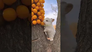 Cute Rabbit eating 🐇 #rabbit #animals #pets