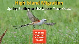 Updated: High Island Migration: Spring Birding on the Upper Texas Coast with Michael O'Brien