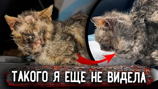 ШОК😥 У Кота нет 20% кожи. Последствия самовыгула. НЕ для слабонервных. Я сделала все, что смогла🥺