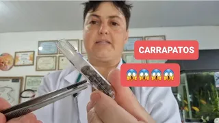 COMO SE LIVRAR DOS CARRAPATOS NO ANIMAL E NO AMBIENTE