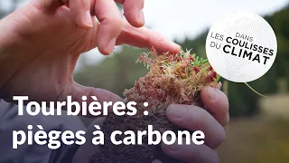 Tourbières : pièges à carbone | Dans les coulisses du climat