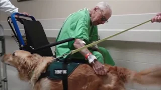 Meet Gael: Pet Therapy Dog at Memorial Regional Hospital.