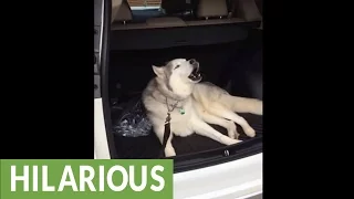 Husky refuses to leave car, throws epic tantrum