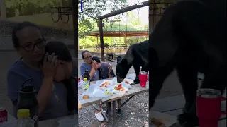 Mom shielded son after bear jumps on picnic table, started eating the food just inches from them