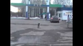 Уральская  хитрожопая собачка