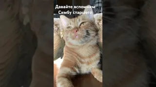 Давайте вспомним Симбу старшего #shortvideo #рекомендации #лайк #подписка #успех #cat #new#симб